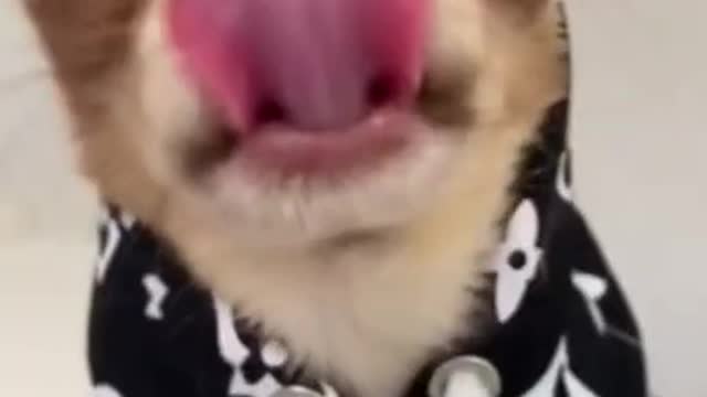 Cute and Funny Dog Videos