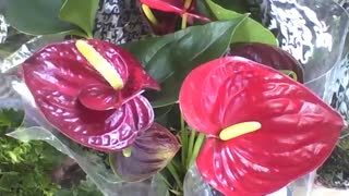 Beautiful anthurium plant in the flower shop, the flowers are red and yellow [Nature & Animals]