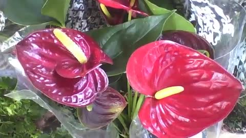 Beautiful anthurium plant in the flower shop, the flowers are red and yellow [Nature & Animals]