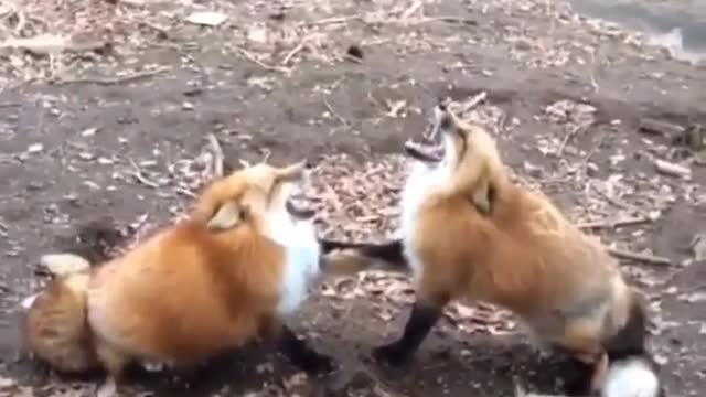 Two foxes fight