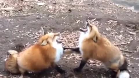 Two foxes fight