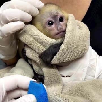 broken leg monkey monkey