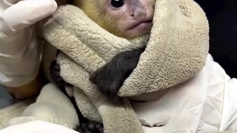 broken leg monkey monkey