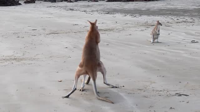 Wallaby Fight on the beach of Cape Hillsborough