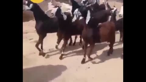 Various animals showing that they also know how to dance