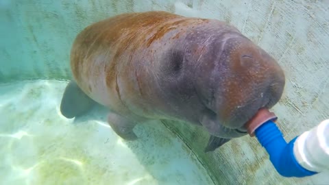 Manatí bebé rescatado es alimentado con biberón