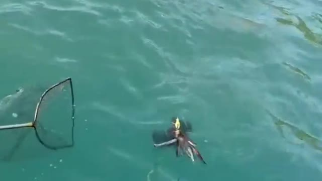 While fishing, a strange thing came out, what was the attack by spraying