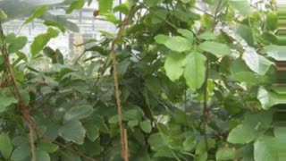 Guaraná ( Paullinia cupana ) serve para impotência sexual e cansaço físico e mental