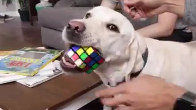 Dog solving cube by it's mouth.