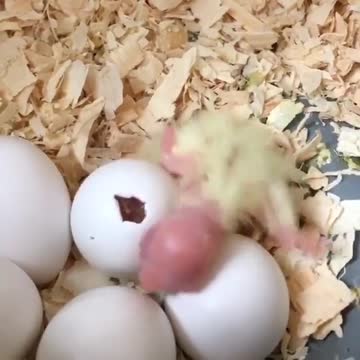The first moments of the cockatiel's eggs hatching, a wonderful view