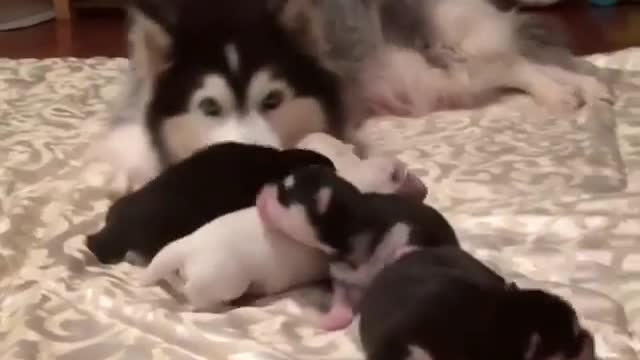 Daddy Husky