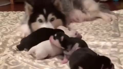 Daddy Husky