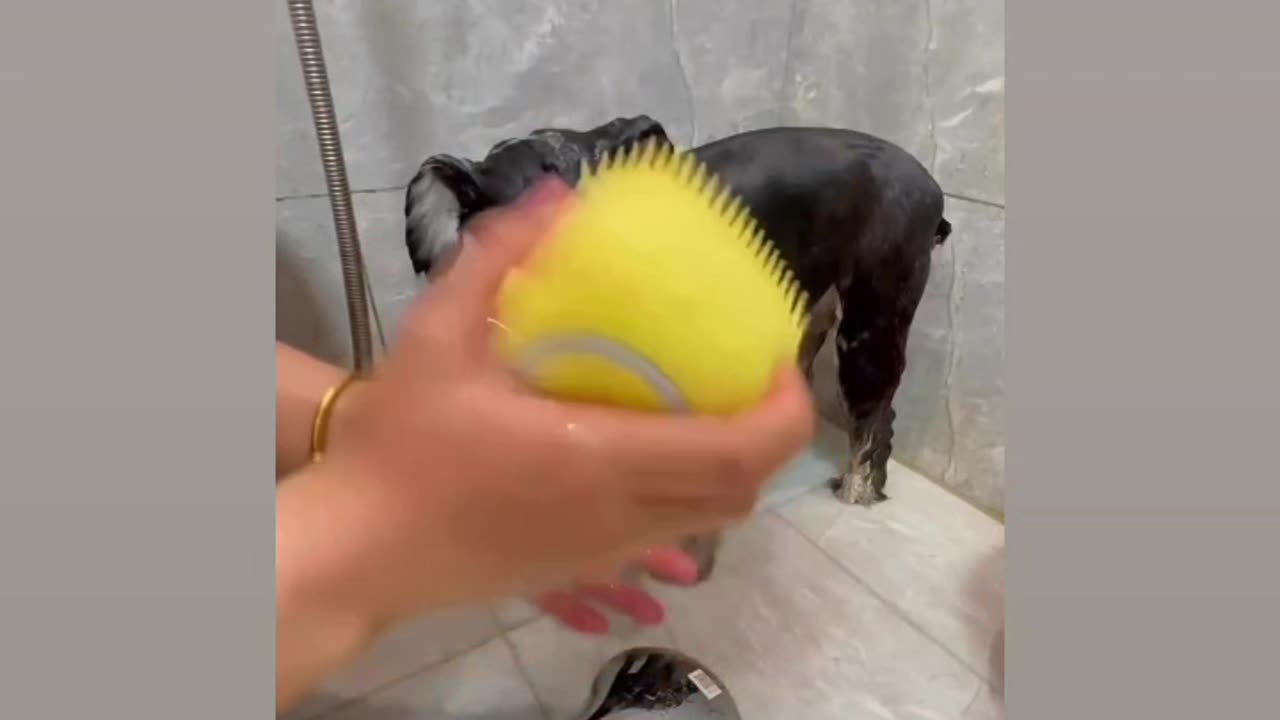 How to clean dog#dog#brush#viral