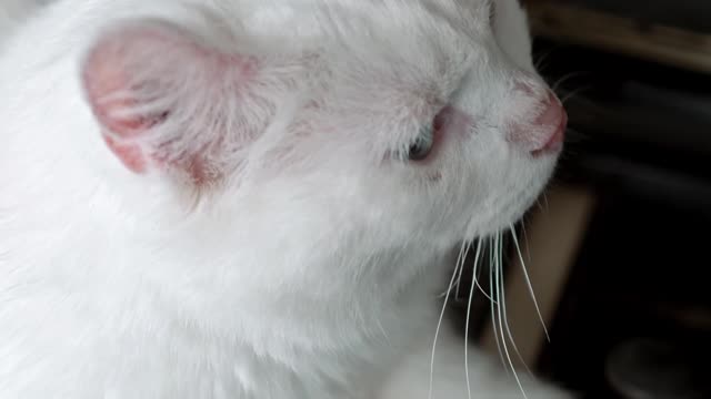 Cute white cat