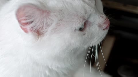 Cute white cat