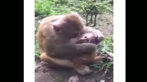 Monkey gives love to his child.