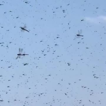 Apocalypse on the Beach: Dragonfly Swarm Unleashes Chaos in Rhode Island