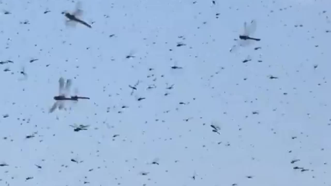 Apocalypse on the Beach: Dragonfly Swarm Unleashes Chaos in Rhode Island