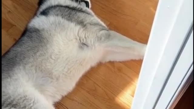 Me when i found out my parents went out to eat without me hahaha #husky #huskysiberian #dog #funny