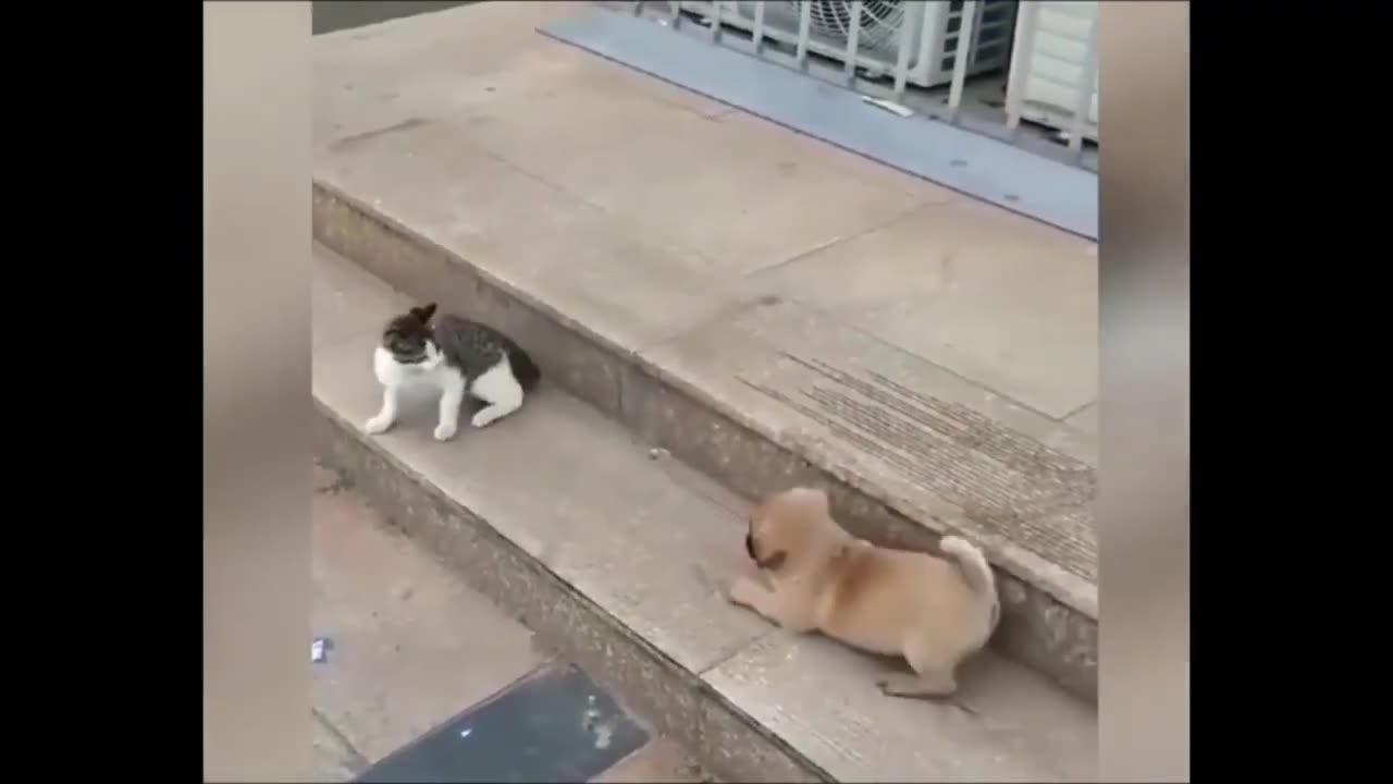 Cat VS Dog Funny Animal Videos