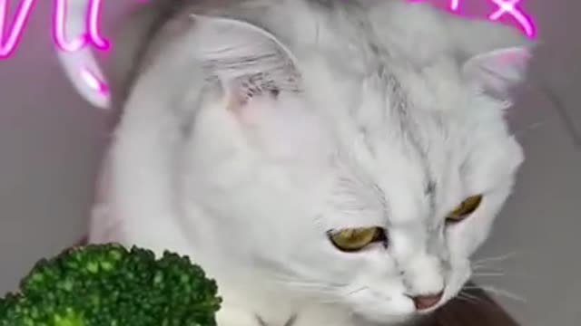 Broccoli cat will make you laugh