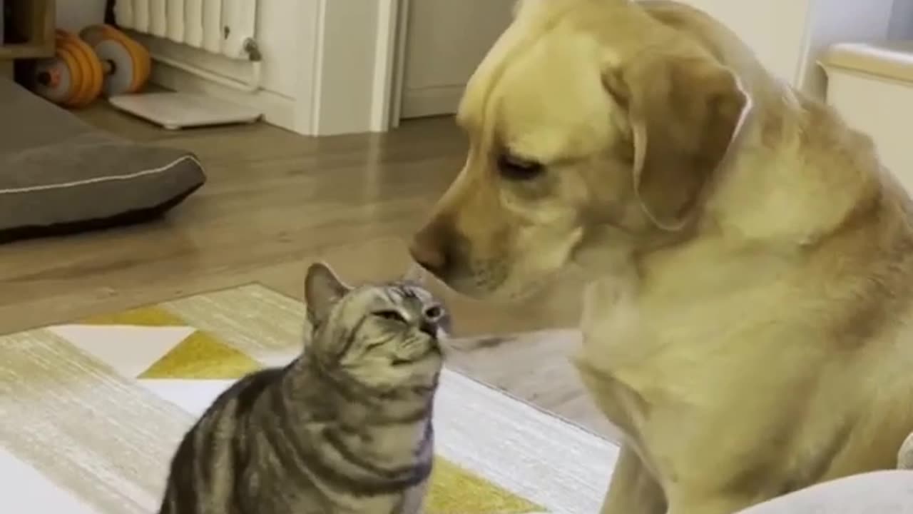 Dog trying to friendship with cat