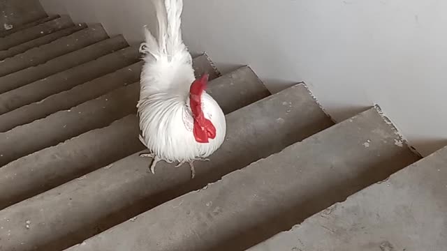 Mera murga
