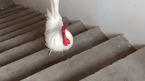 Mera murga