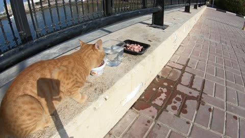 ED SHEERAN & MICHAEL JACKSON - Homeless cats in Ras Al Khaimah, UAE #cat #EdSheeran #MichaelJackson