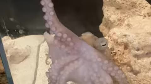 Octopus catching a fish 😱