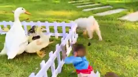 Baby Monkey Kissing With Swan