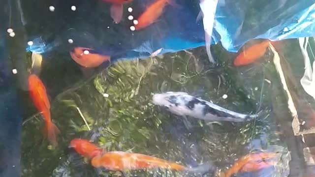 My Ornamental Fishes collections.. Fish lovers must watch🤗