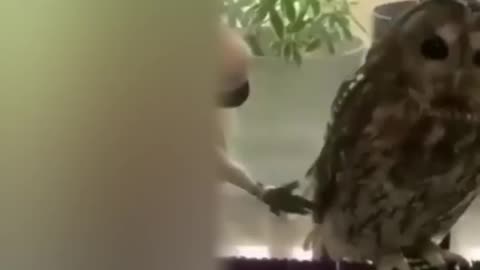 Best funny animal video ever.