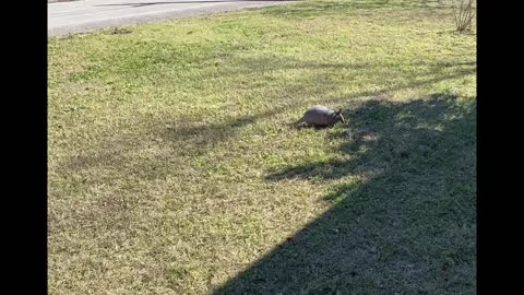 Arnold Armadillo lives under my house