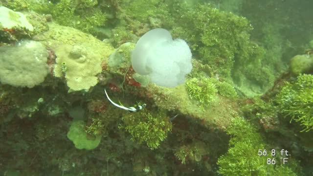 Angel fish pecking at a jelly Truk Lagoon SCUBA