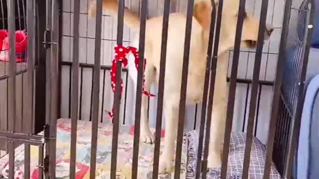 [Funny dog reaction] Pretending to put my dog on a diet