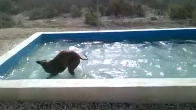 Overenthusiastic Dog Cools Off In Backyard Pool Hvvnvcv