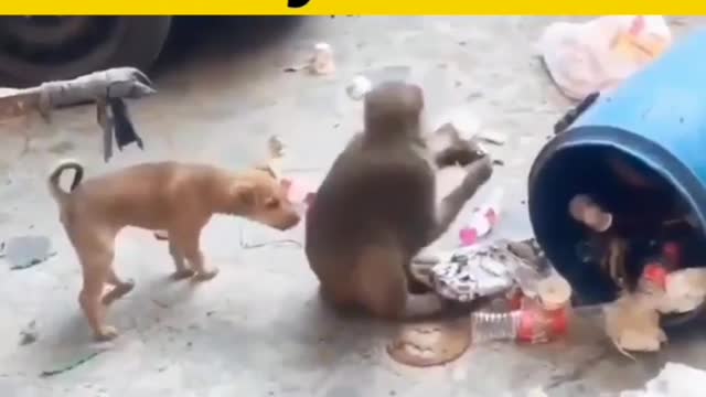 Amezing Funny 😁Video Dog 🐶 with Monkey 🐒