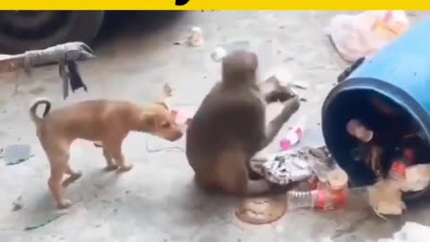 Amezing Funny 😁Video Dog 🐶 with Monkey 🐒
