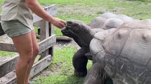 How incredible are those Aldabra tortoise facts 🐢