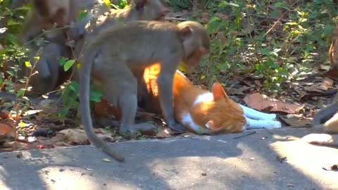 funny monkeys and a cat