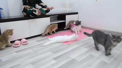Animal funny falls 🤣