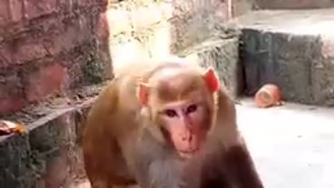 Monkey Funny vedio