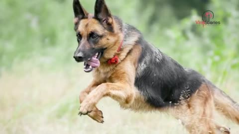 German Shepherd / K9 Ex Police Dog "Barking Tree" #5