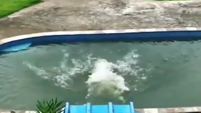 Water fall dog 🐕 ; funnest moment 🤣