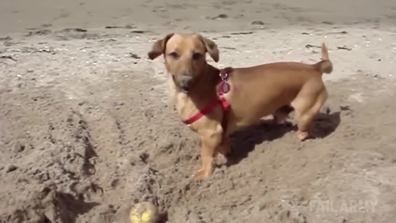 Funny Videos with Pets vale info