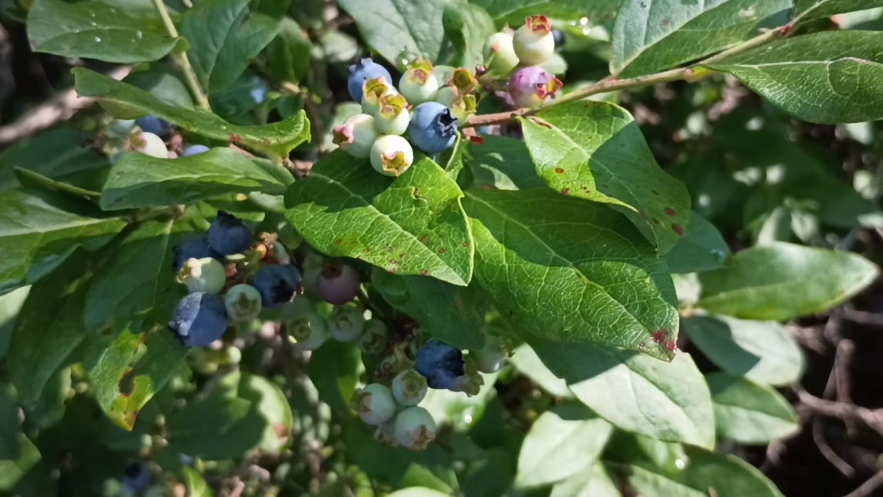 Blueberries