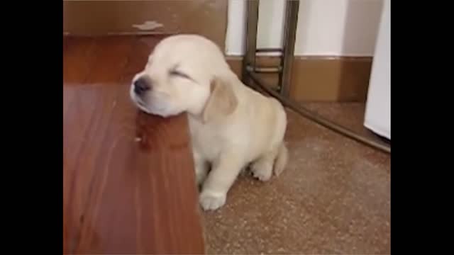 How sleepy he is! He can't wake up