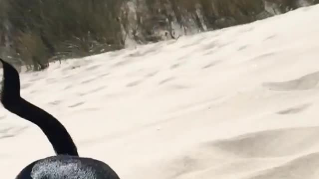 Black dog running down sand dune gets up close and personal with camera