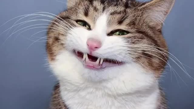 Funny expressions of a cat